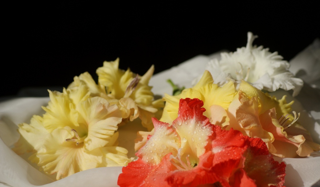 Желтые и красные гладиолусы