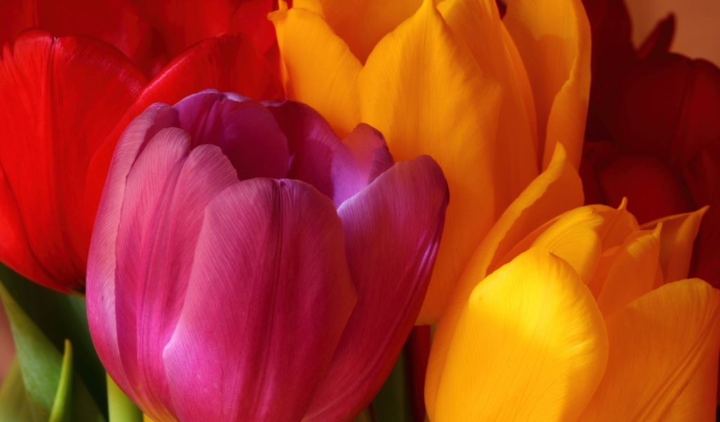 Желтые и красные тюльпаны