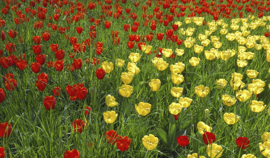 Желтые и красные тюльпаны на поле