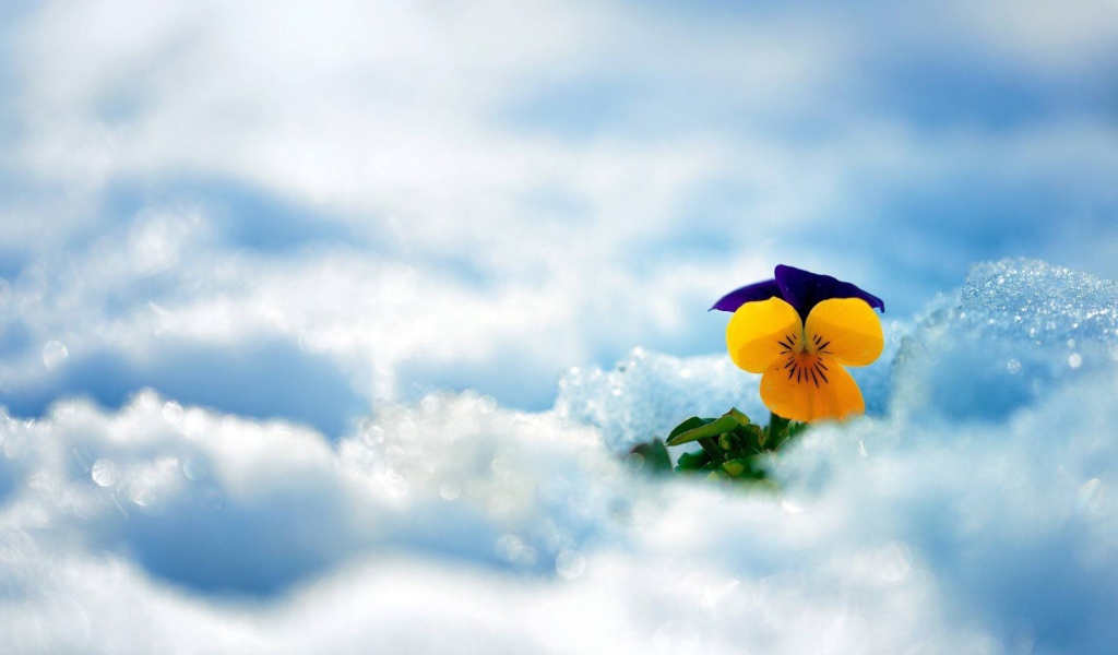 Желтый красивый цветок анютины глазки