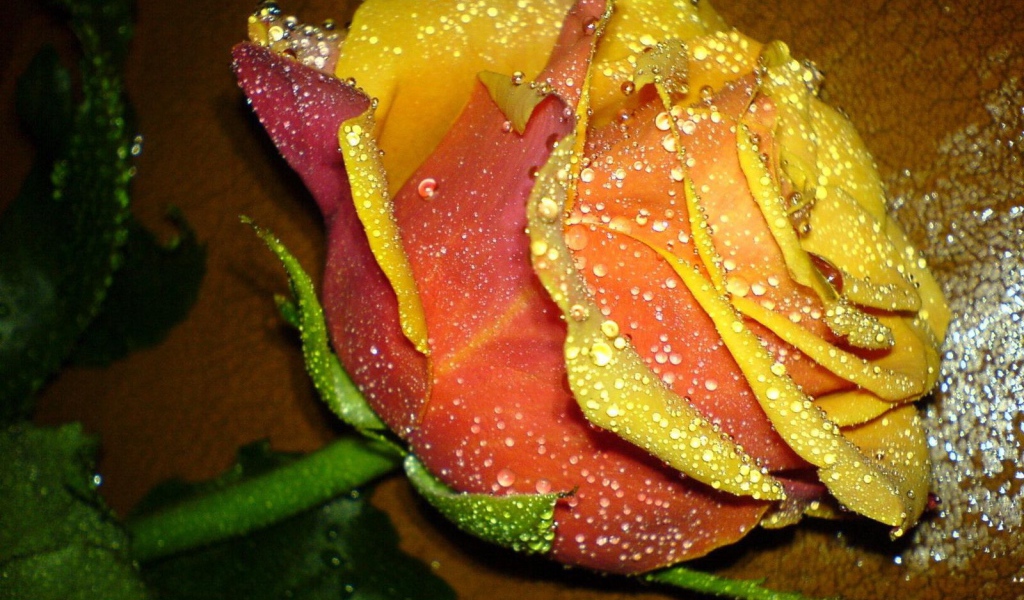 Прекрасная желтая роза