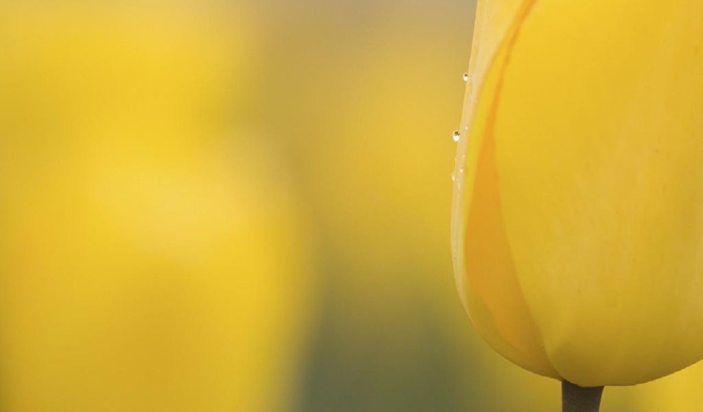 Желтый бутон