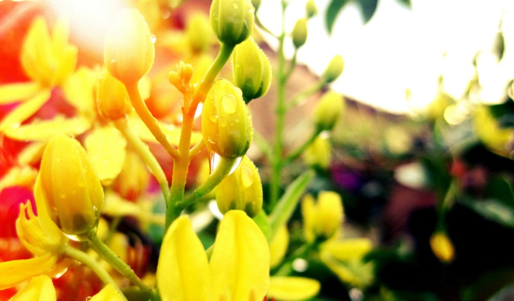 Желтые бутоны с каплями воды