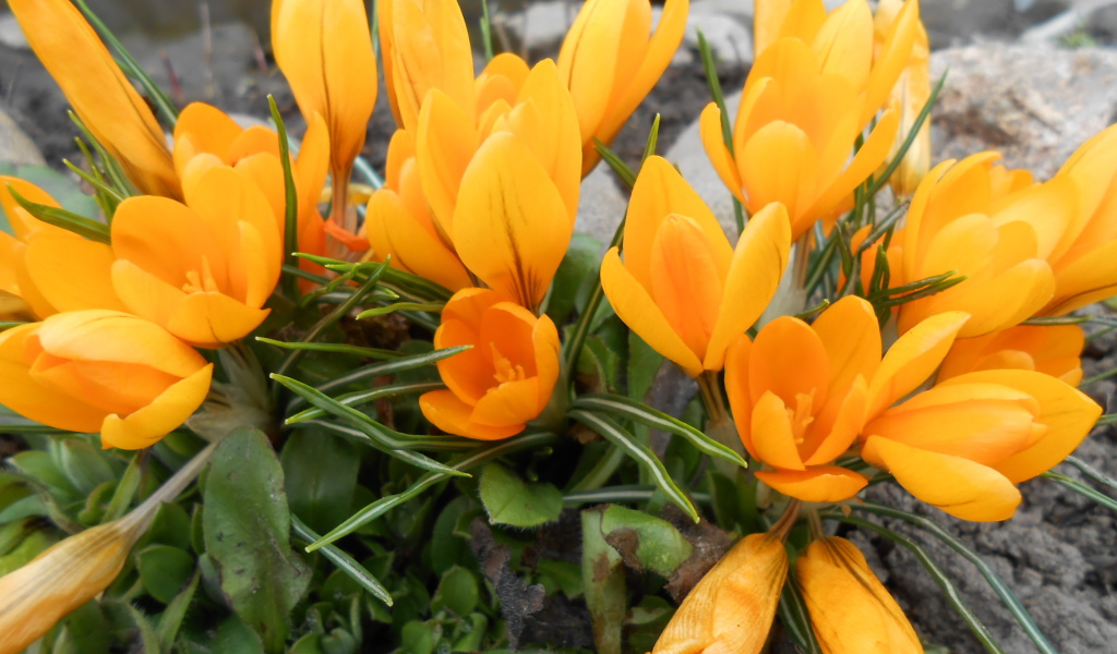 Цветы желтые крокусы на поляне