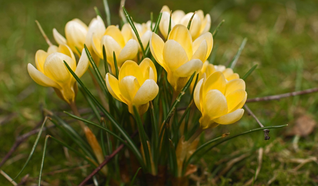Желтые крокусы на поляне