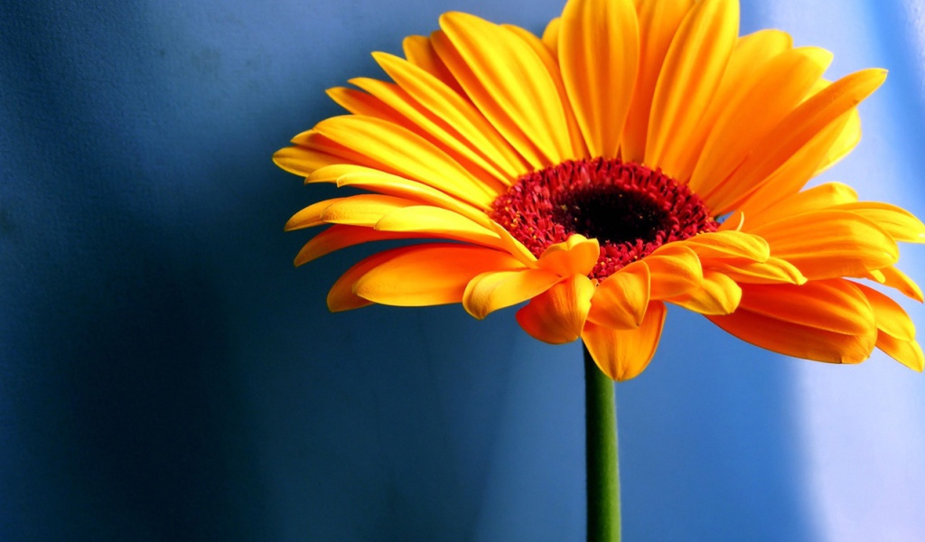 Оранжевая ромашка