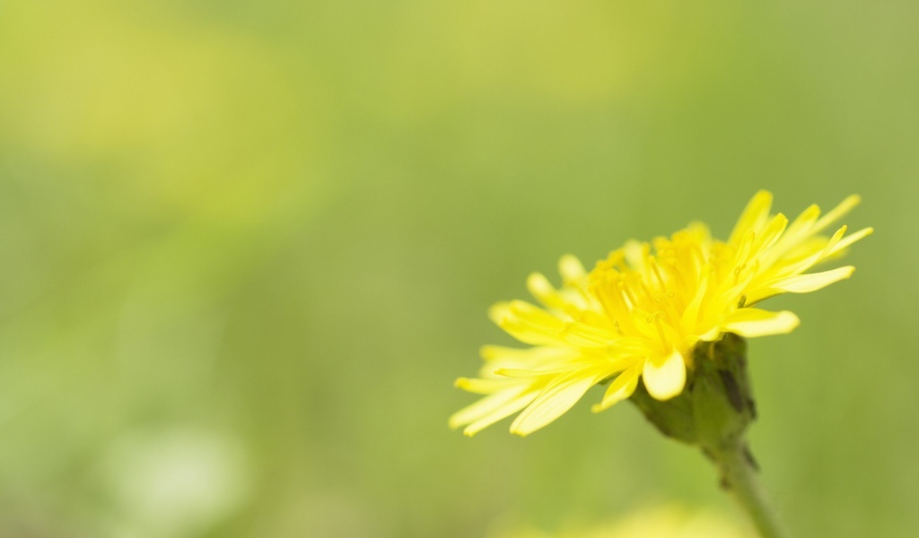 Желтый одуванчик