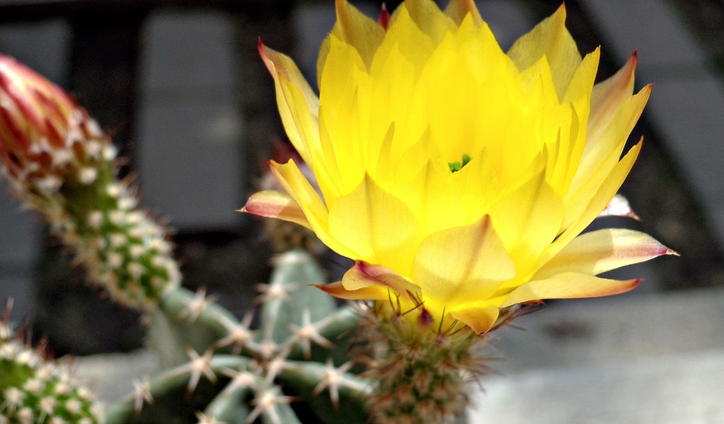 Желтый цветок 