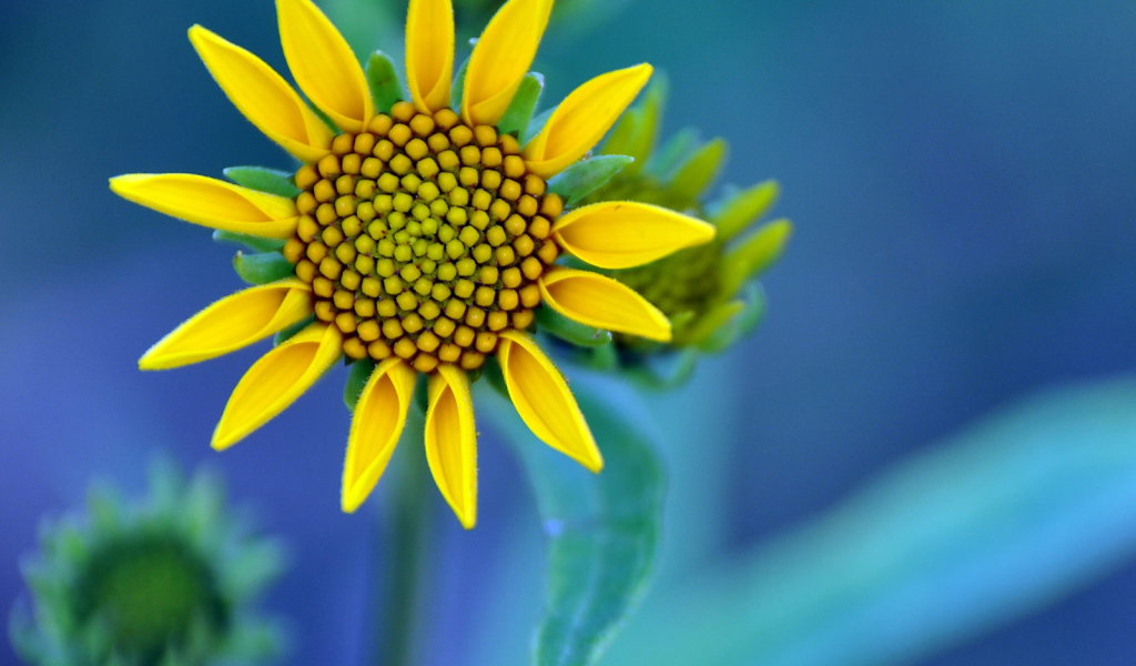 Желтый цветок