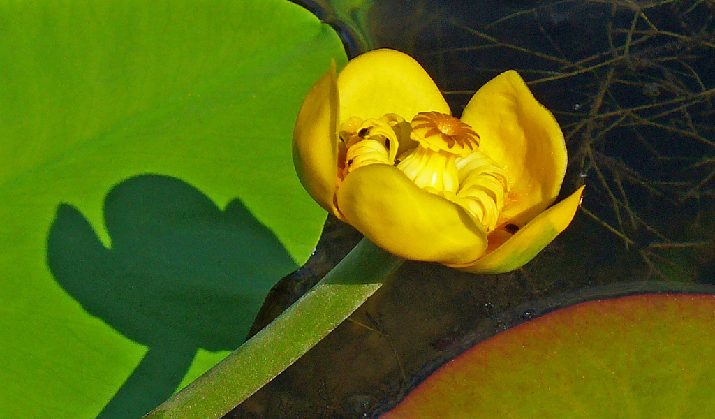 Цветок желтая кубышка