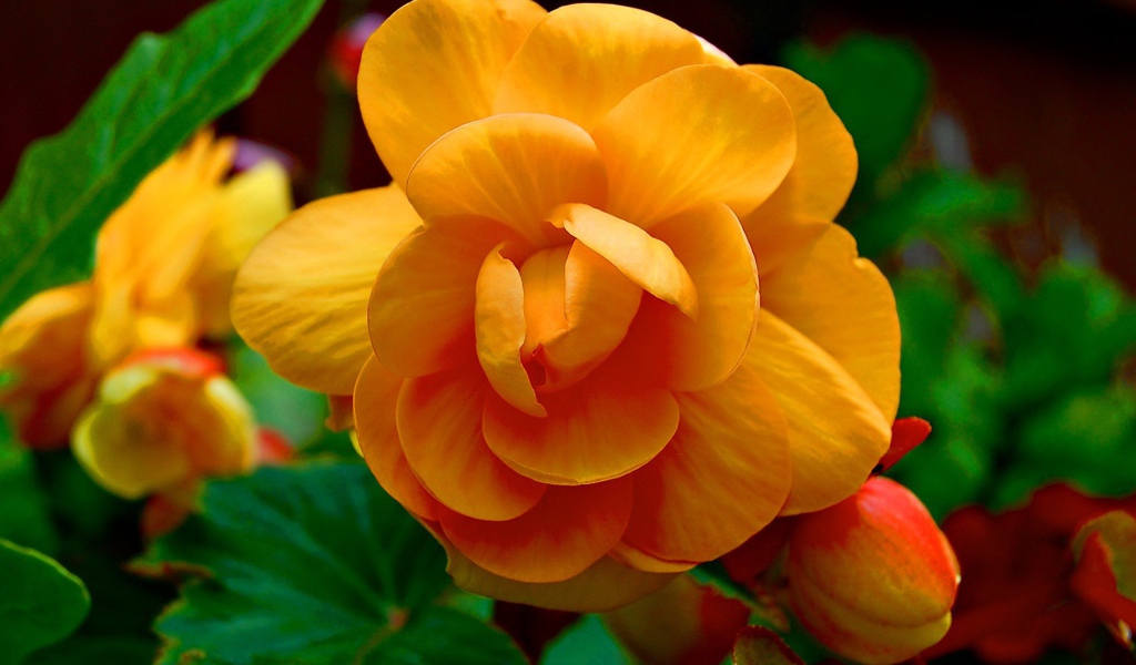 Желтые цветки и бутоны