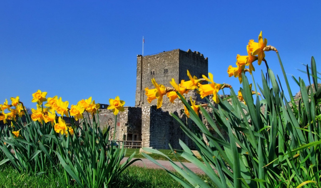 Желтые цветы у крепости