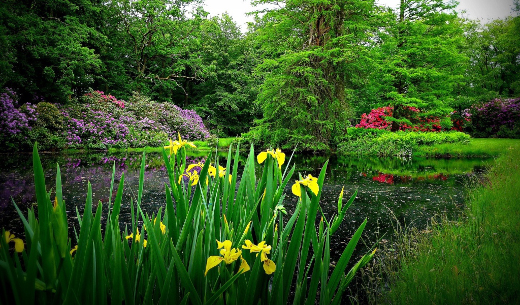 Желтые цветы на берегу озера