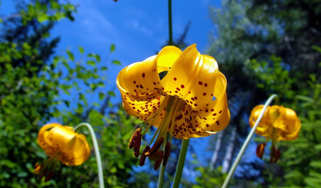 Желтые цветы с пятнами