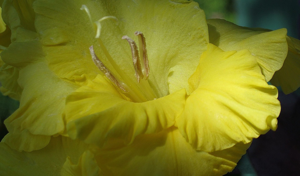 Цветок желтого гладиолуса