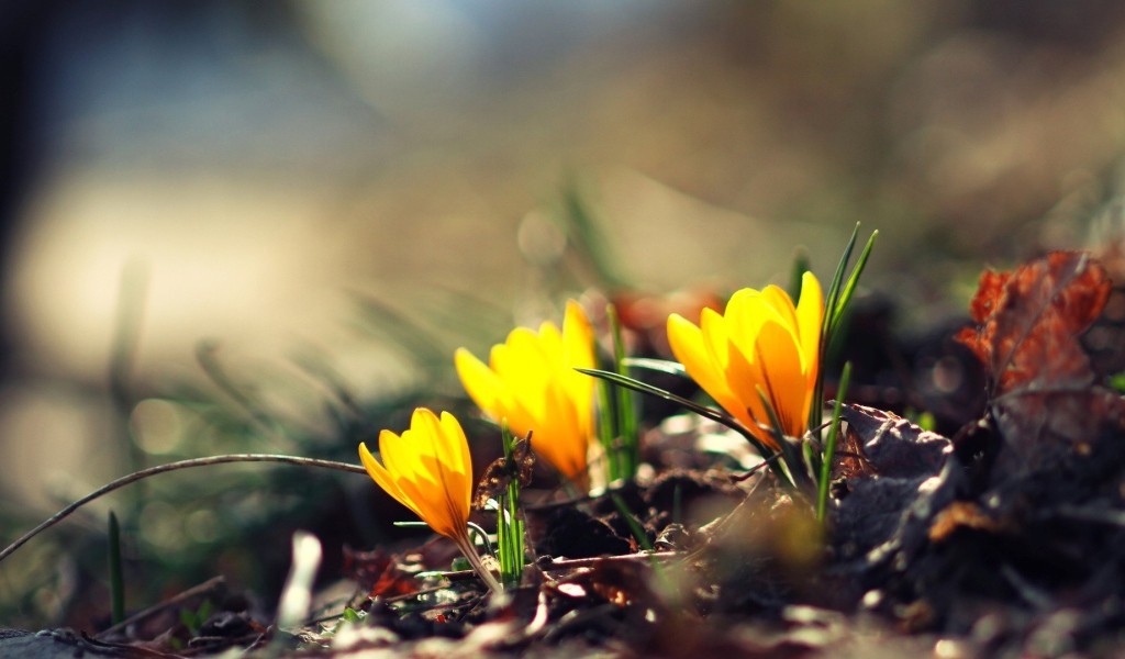 Жёлтые фонари