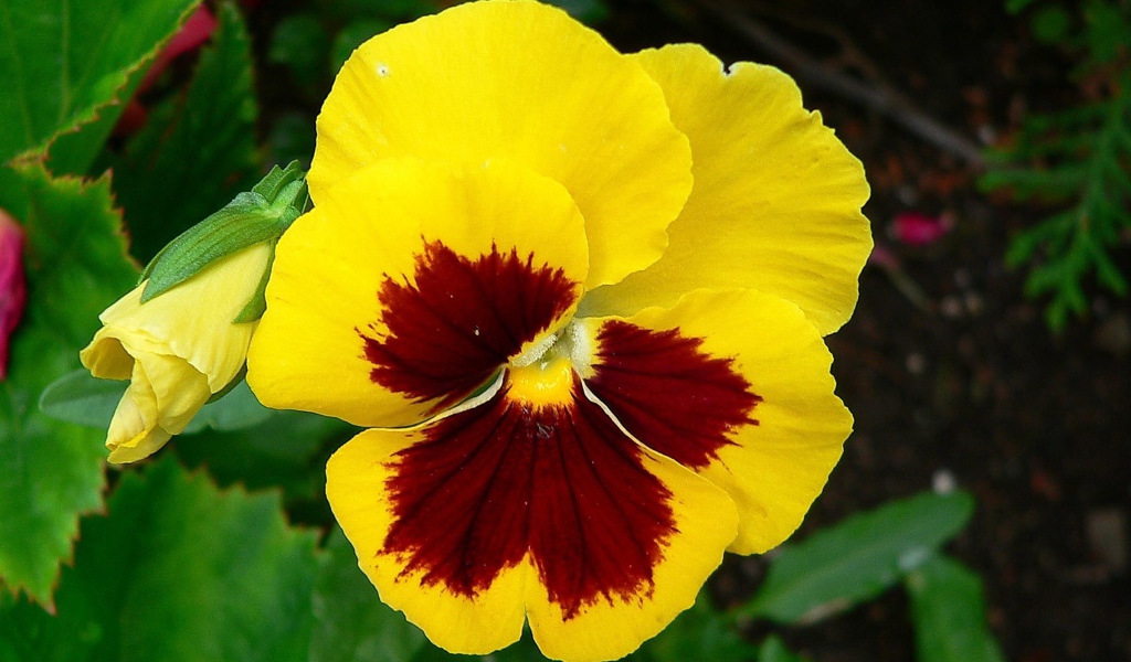 Желтый цветок анютины глазки