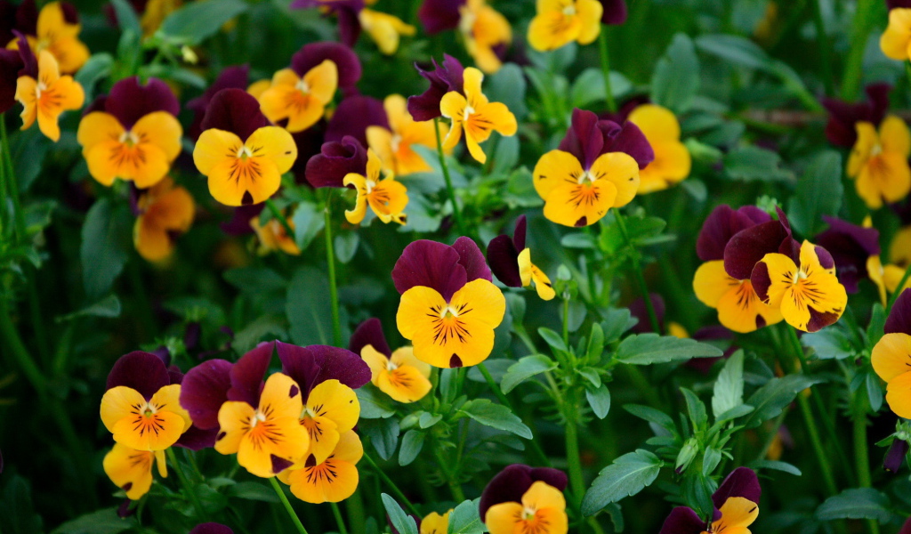 Желтые цветы анютины глазки на поляне