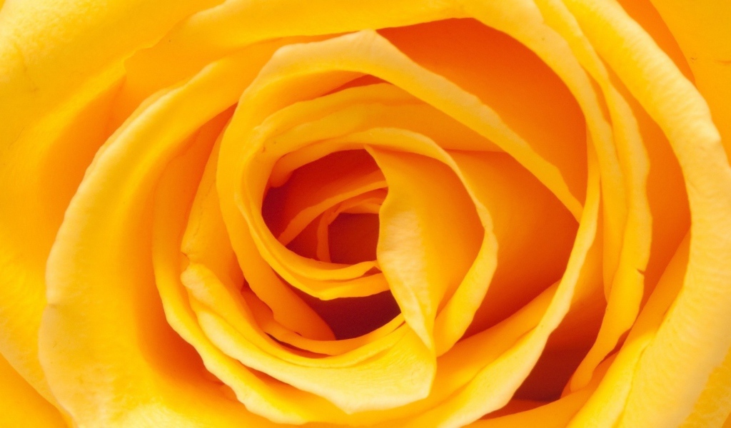 Жёлтая роза, сердцевина