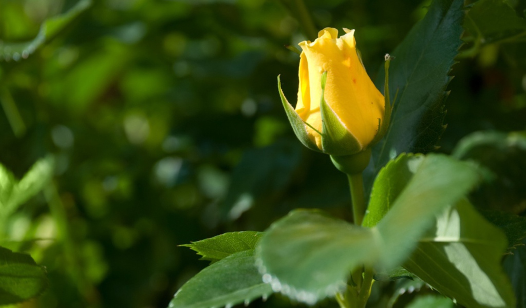 Жёлтая роза цветёт
