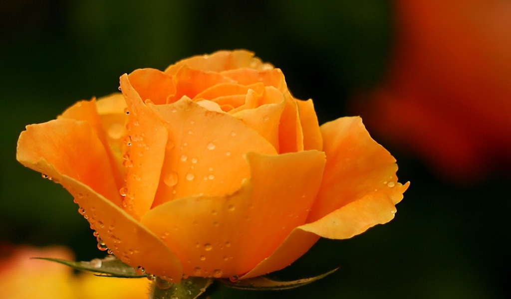 Жёлтая роза в саду после дождя