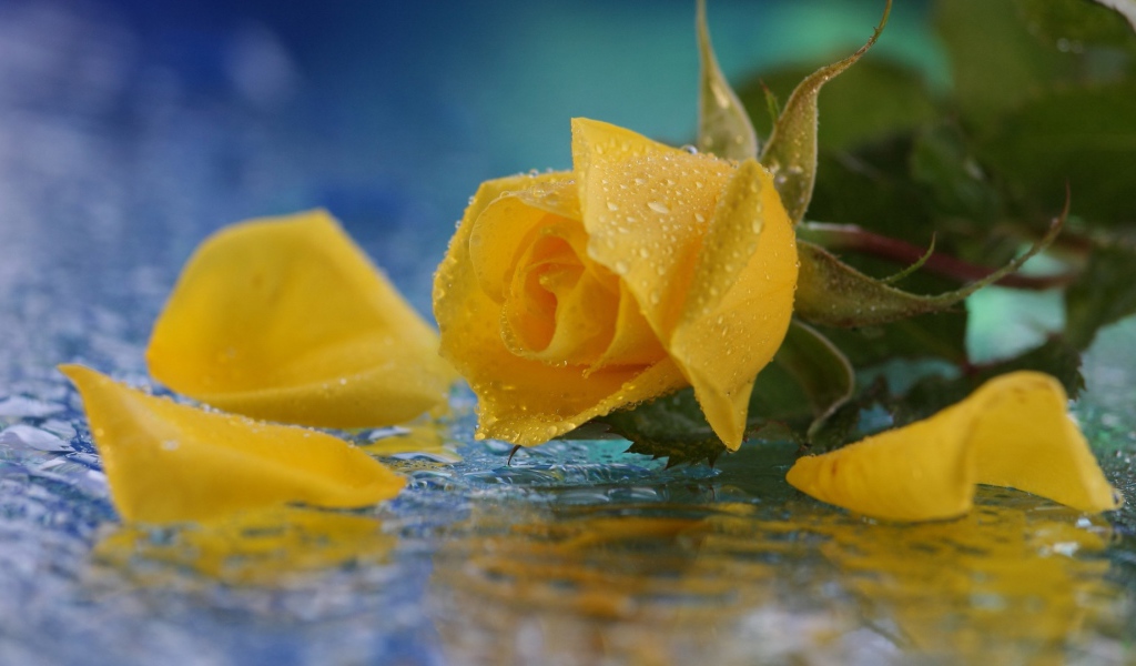 Жёлтая роза в воде