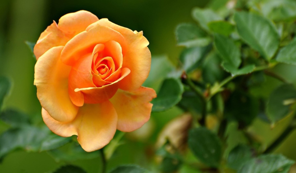 Жёлтая роза на фоне листвы