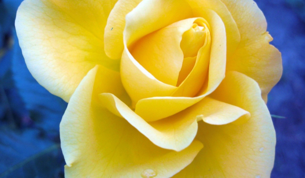 Жёлтая роза на синем фоне