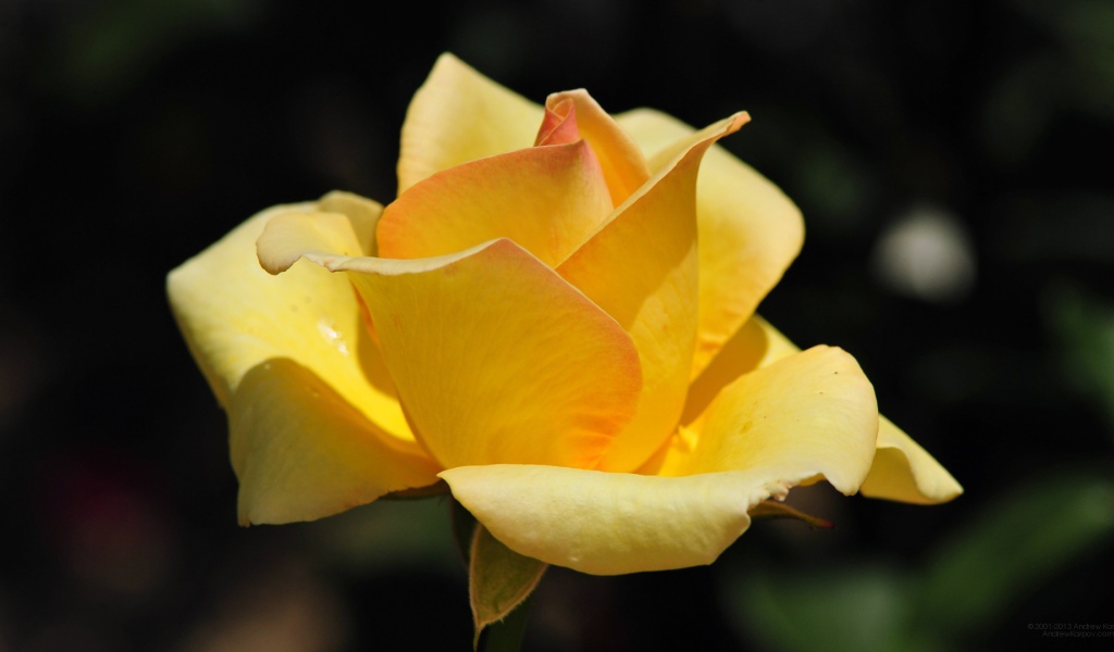 Жёлтая роза на фоне сада