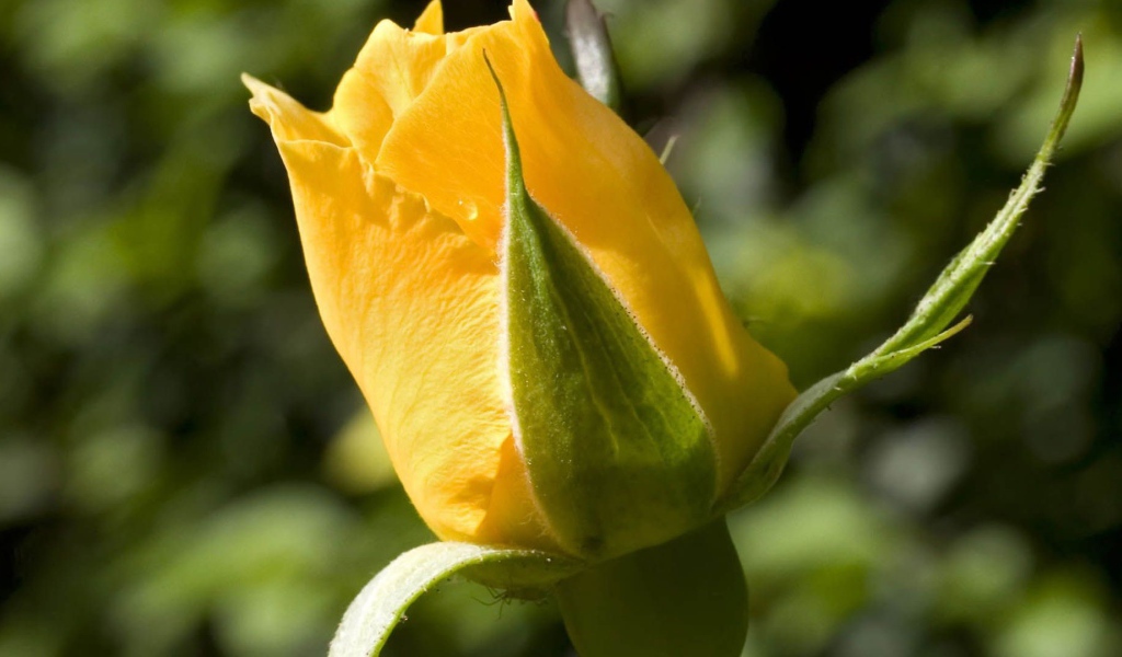 Yellow rose on a green background