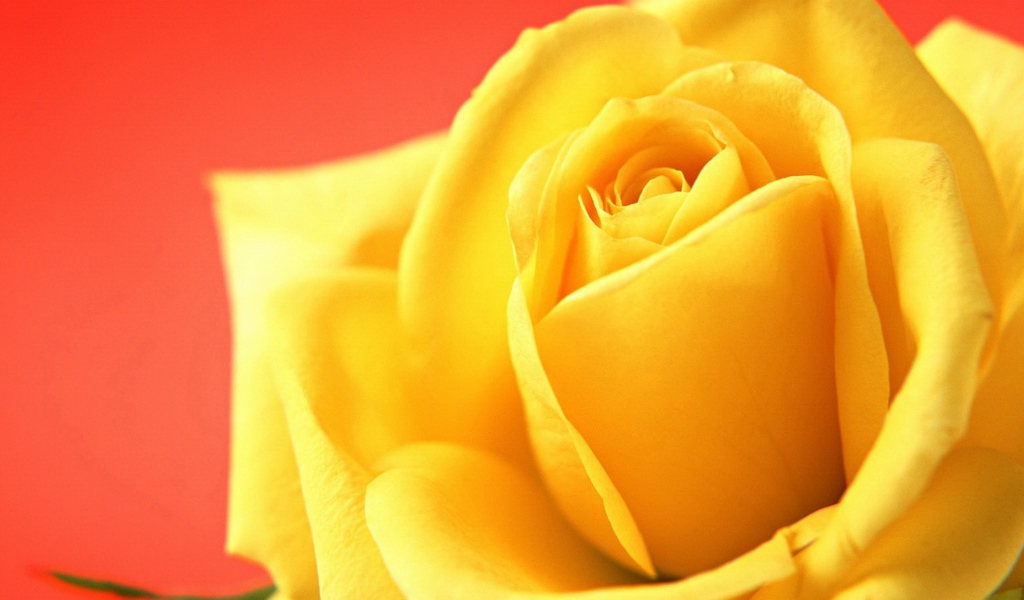 Жёлтая роза на красном фоне