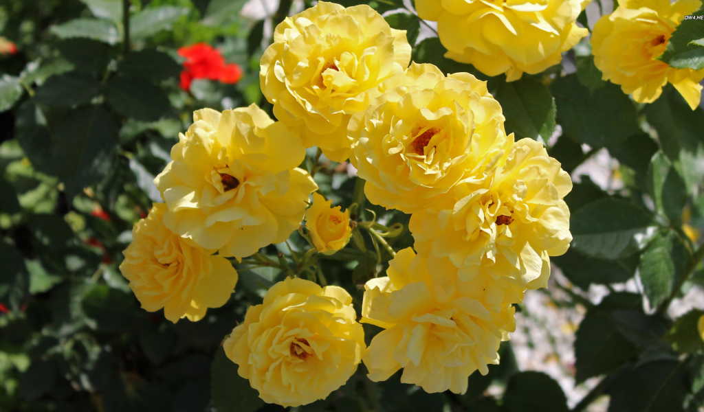 Жёлтые розы на клумбе