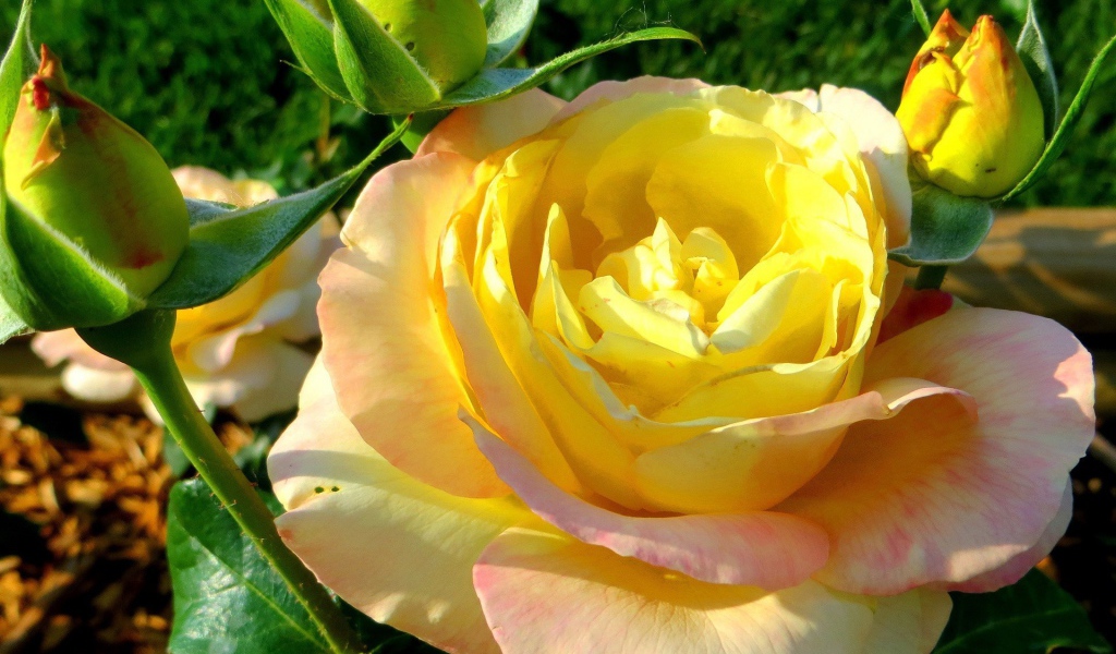 Жёлтая роза на лужайке