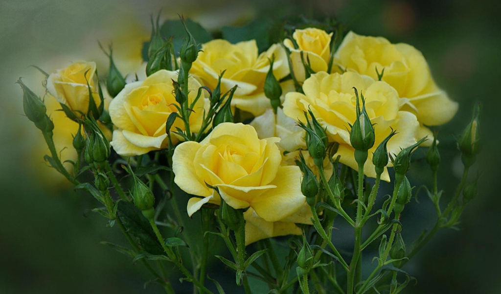 Жёлтые розы цветут в саду