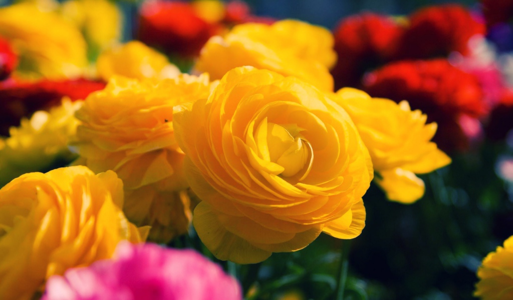 Жёлтые розы распустились в саду