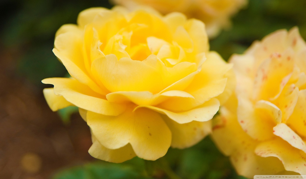 Жёлтые розы в саду