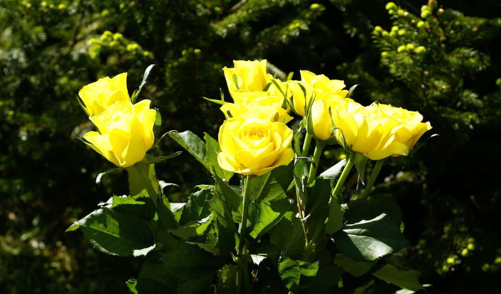 Жёлтые розы на фоне деревьев