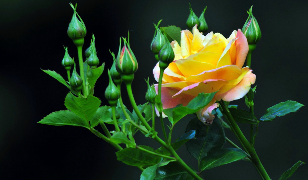 Жёлтые розы на тёмном фоне