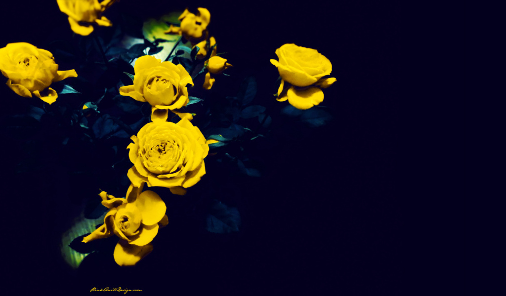 Жёлтые розы на тёмно-синем фоне