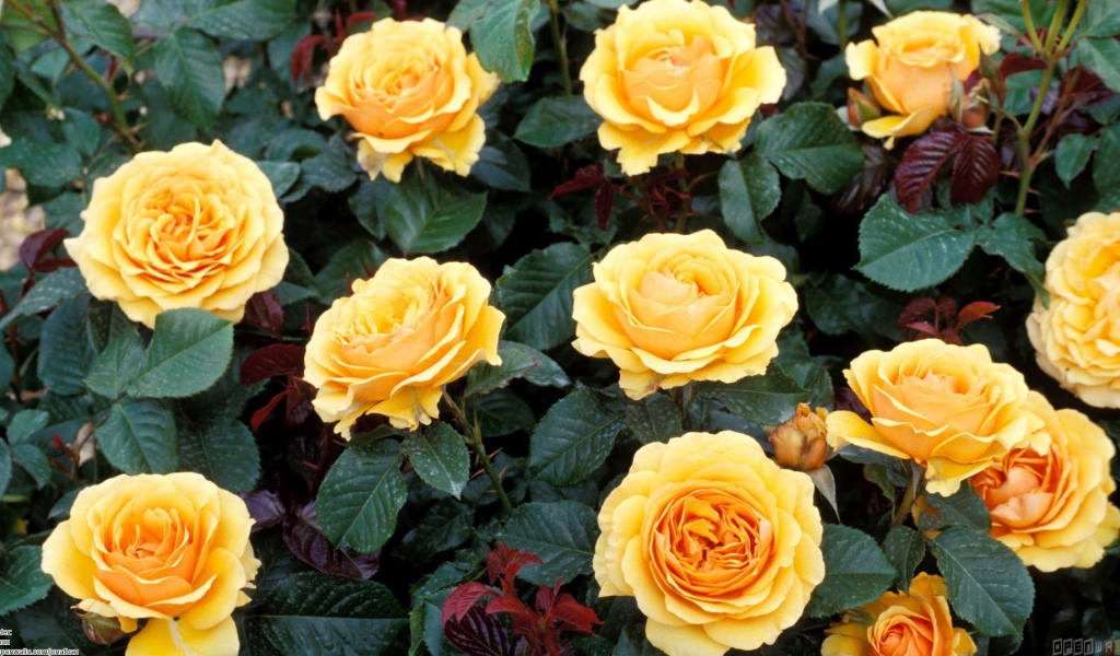 Жёлтые розы на большой клумбе