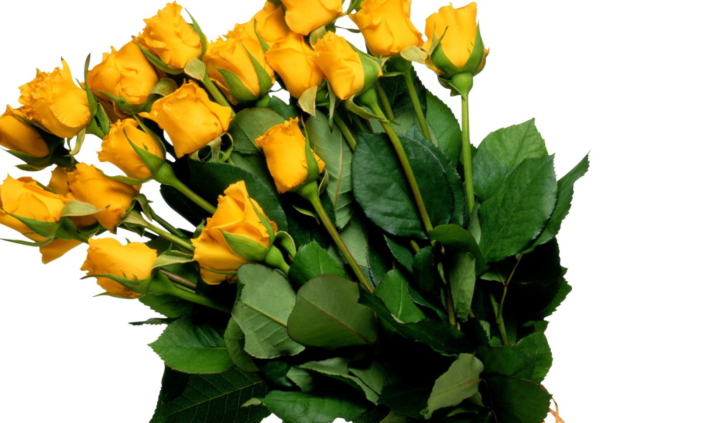 Жёлтые розы на белом фоне