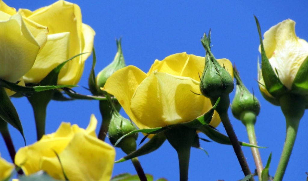 Жёлтые розы на фоне неба