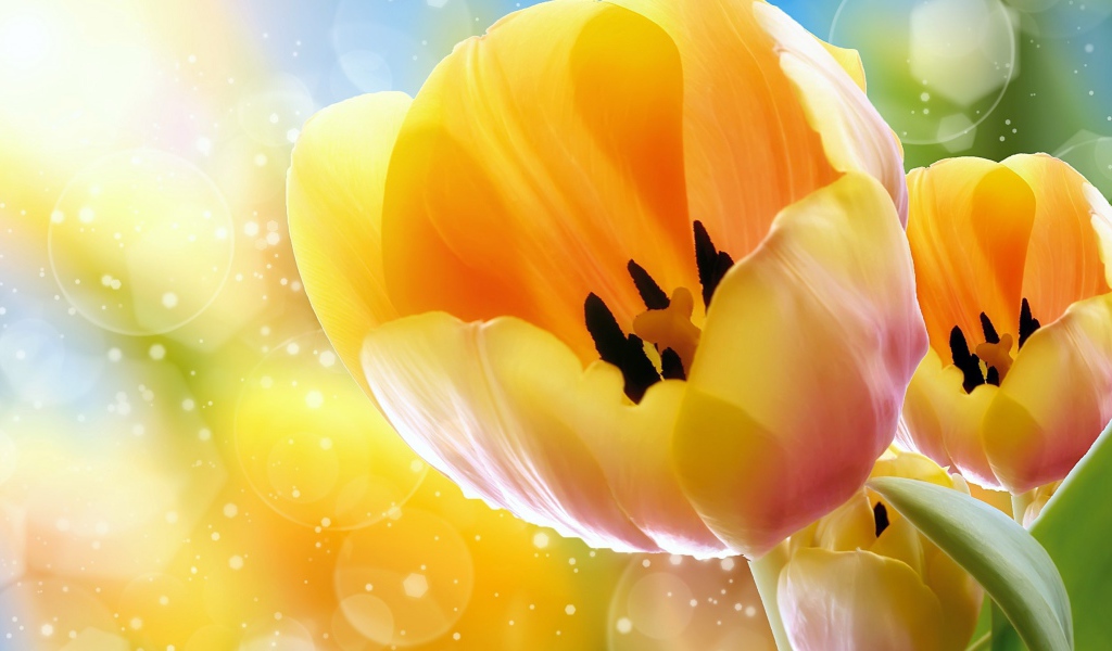 Желтые тюльпаны