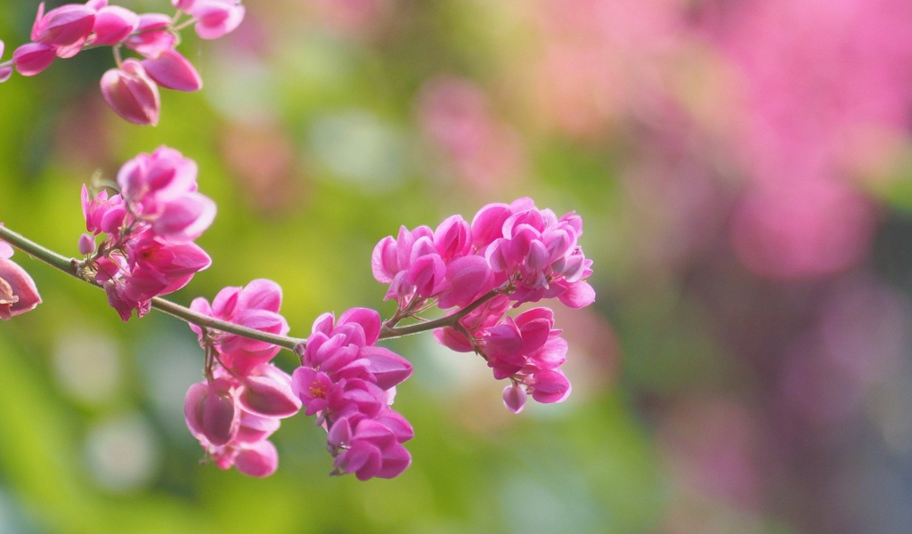 Молодая сакура