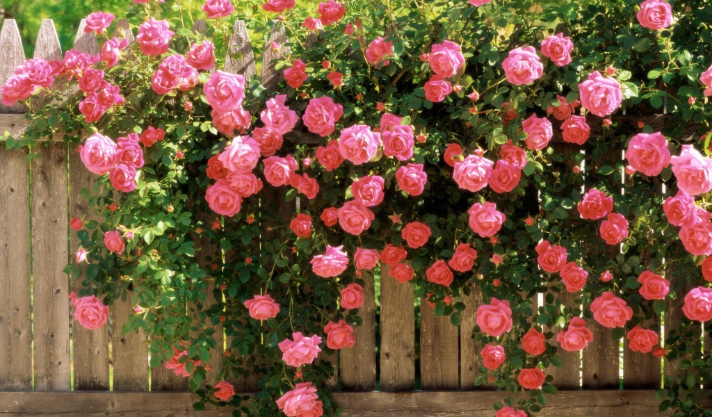 Цветущий забор