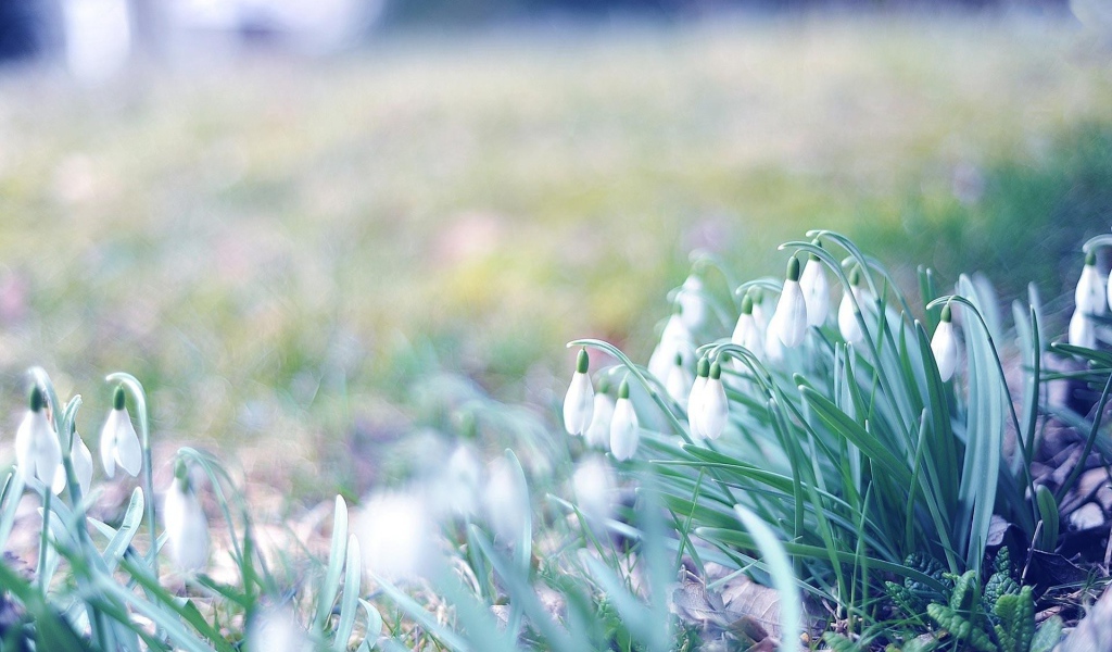 Первые подснежники весной