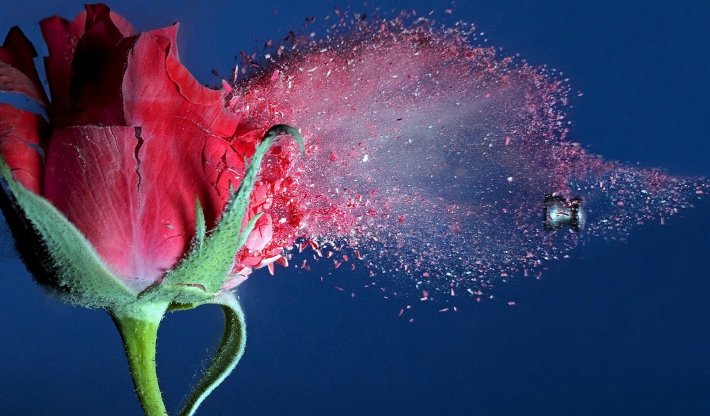 Пуля пробивает розу