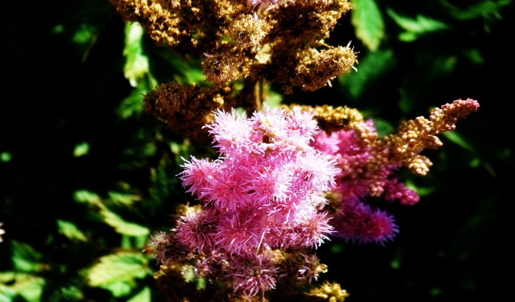 Ветка розовых цветков