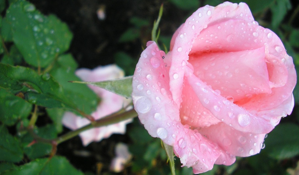 Нежная роза в каплях росы