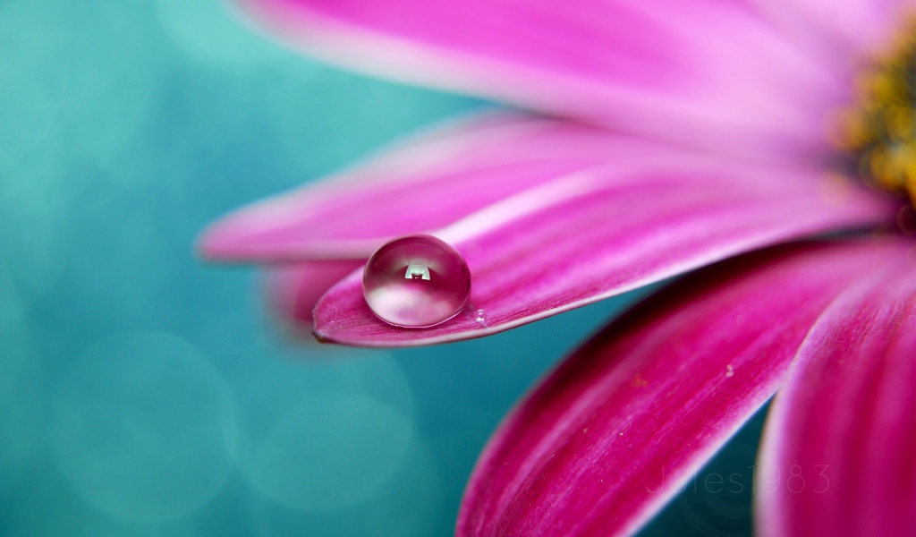 Капелька на лепестке